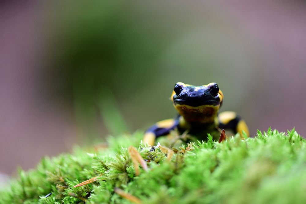 Salamandra salamandra gigliolii nel P.N.A.L.M.