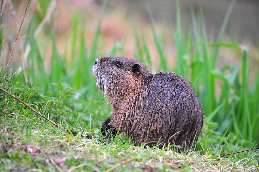 Vita da Nutria....