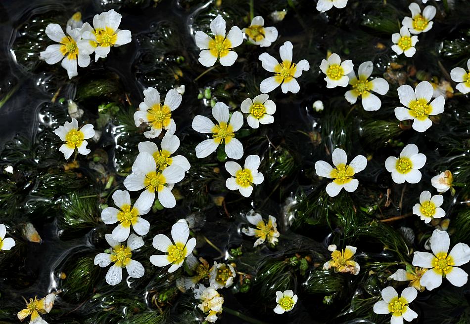 Esplosione di colori nel Parco Nazionale d''Abruzzo