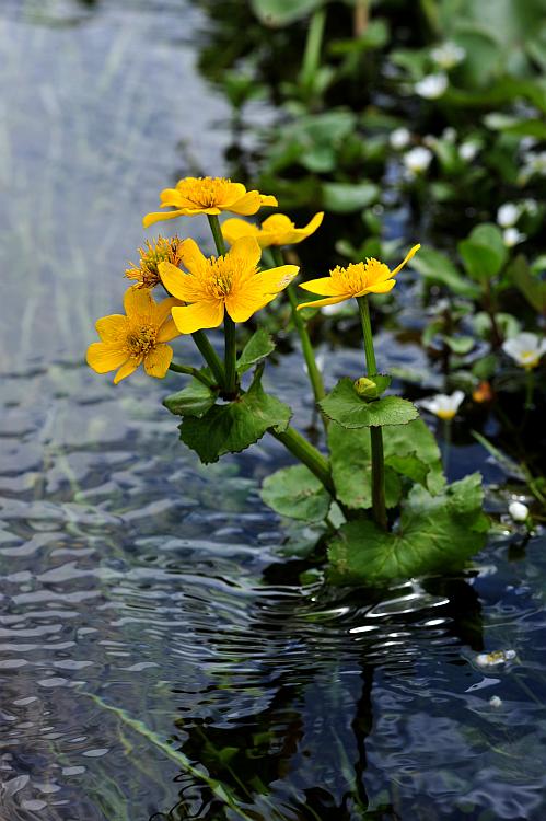 Esplosione di colori nel Parco Nazionale d''Abruzzo