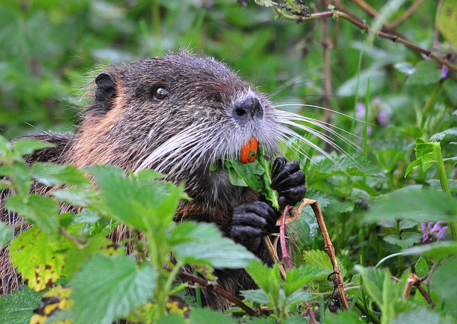 Vita da Nutria....