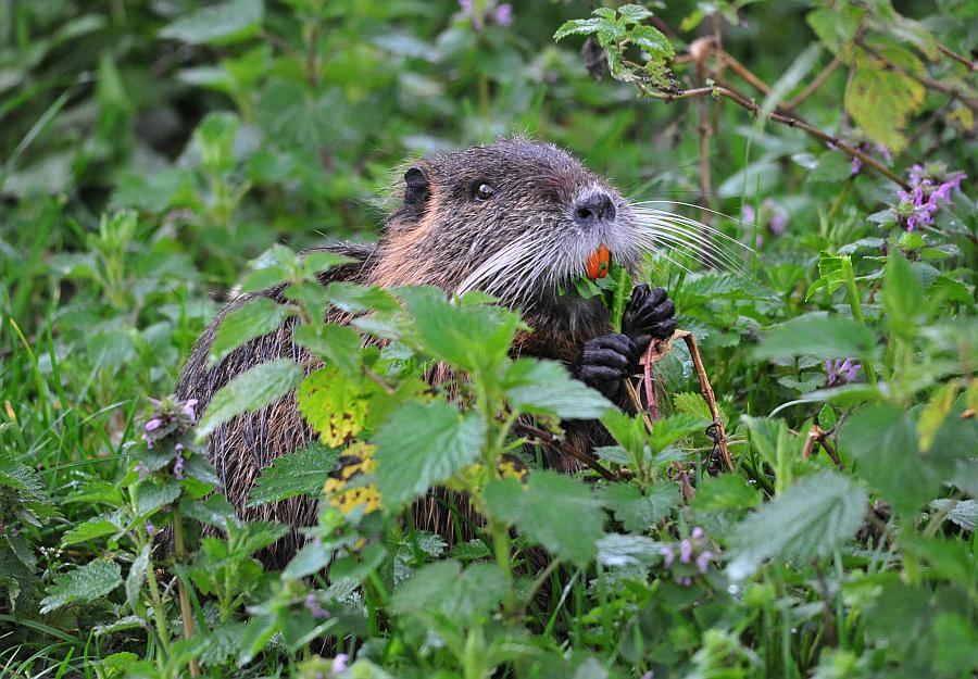 Vita da Nutria....