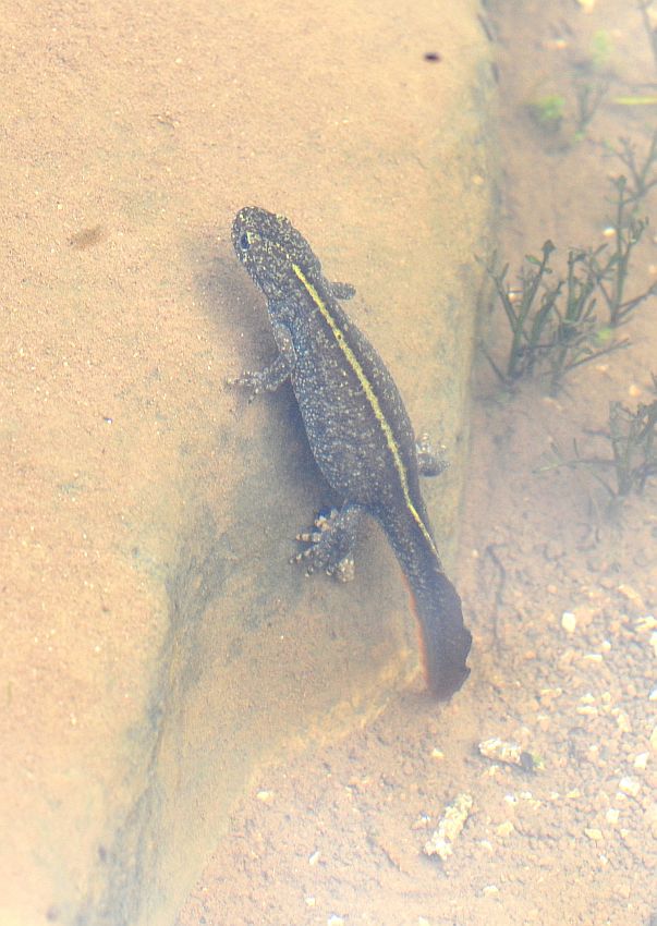 Triturus carnifex nel PNALM: corteggiamento e deposizione