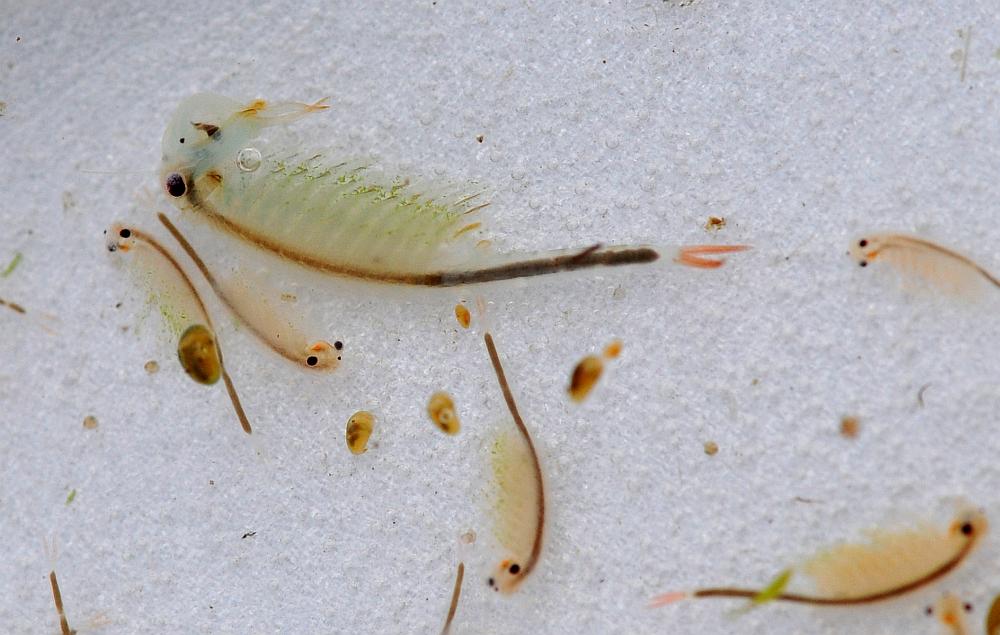 Chirocephalus sp. in autunno