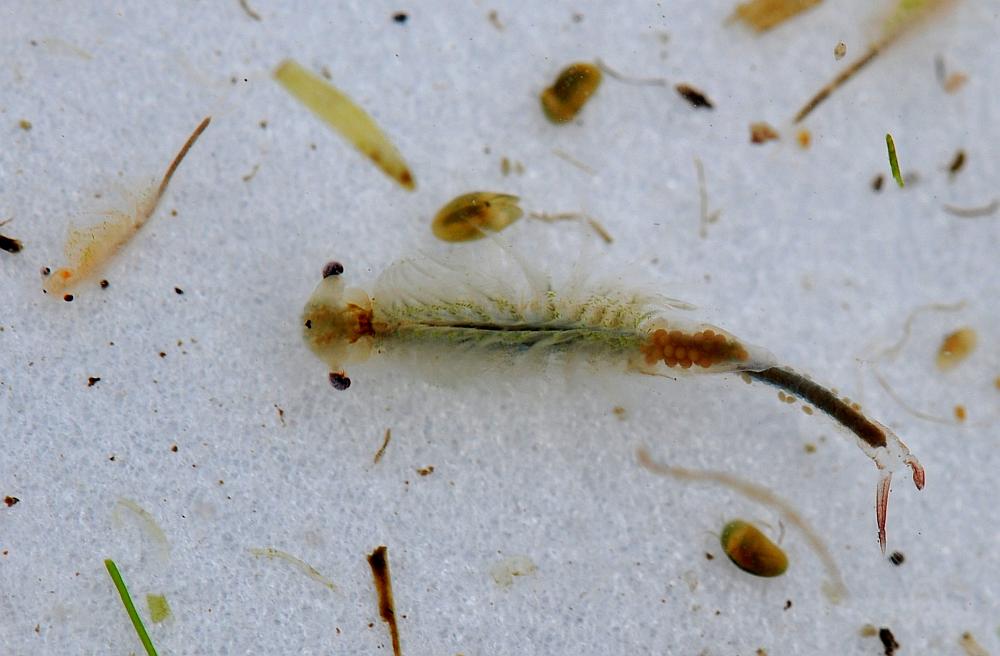 Chirocephalus sp. in autunno