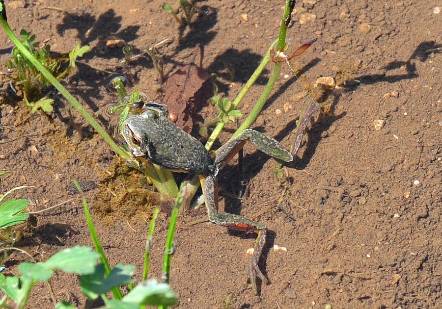 Rane da determinare - Hyla intermedia