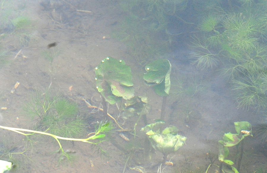 Triturus carnifex nel PNALM: corteggiamento e deposizione