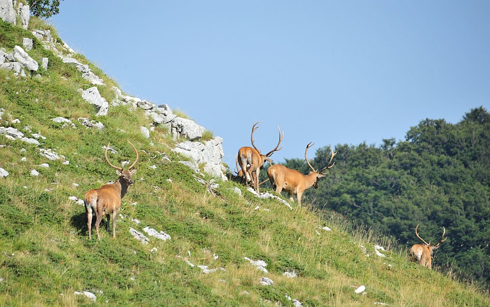 Branco di cervi in alta quota