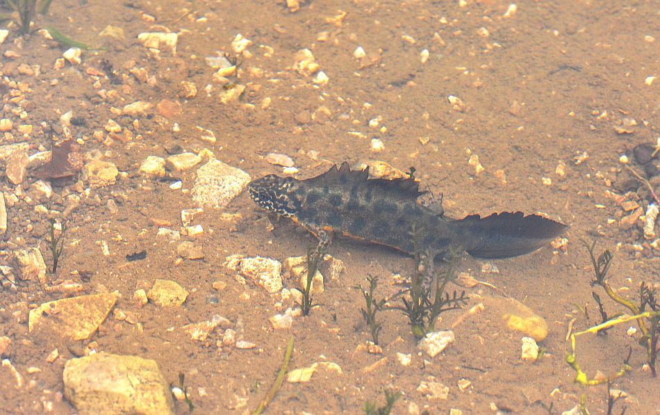 Triturus carnifex nel PNALM: corteggiamento e deposizione