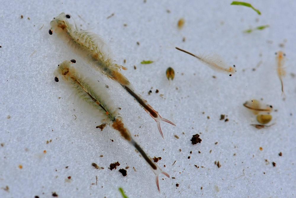 Chirocephalus sp. in autunno