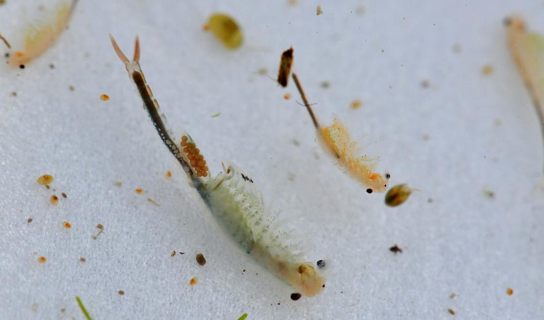 Chirocephalus sp. in autunno