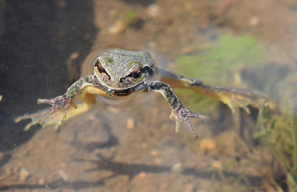 Rane da determinare - Hyla intermedia