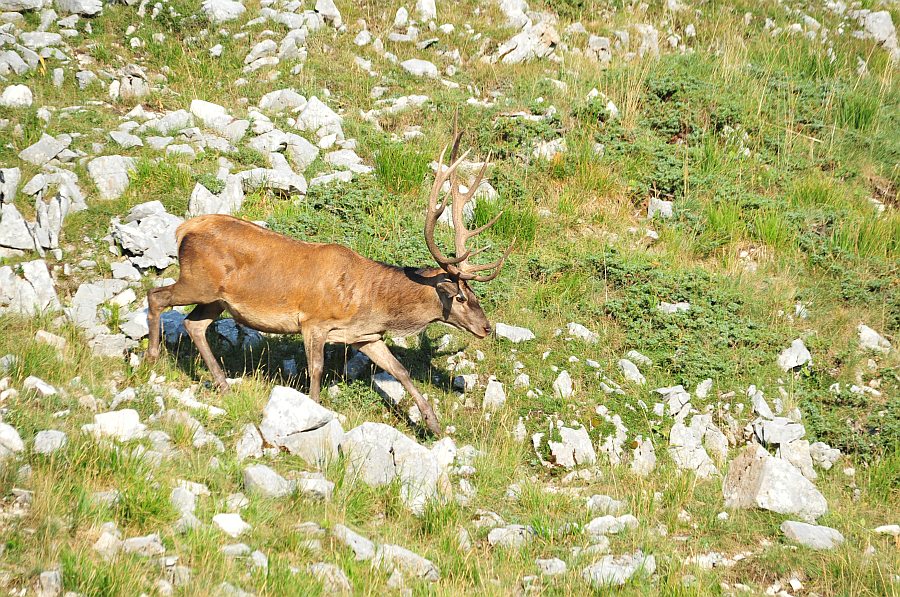 Branco di cervi in alta quota