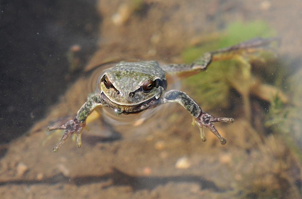 Rane da determinare - Hyla intermedia