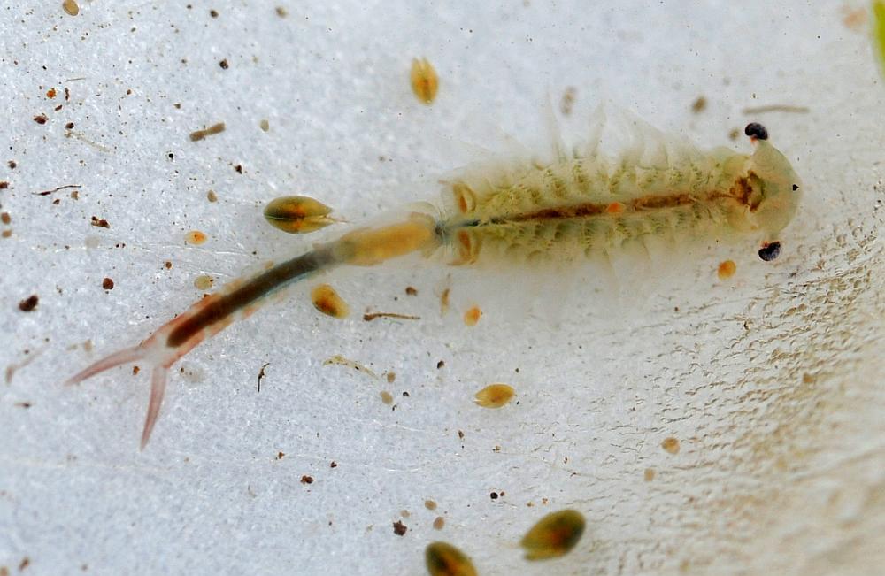 Chirocephalus sp. in autunno