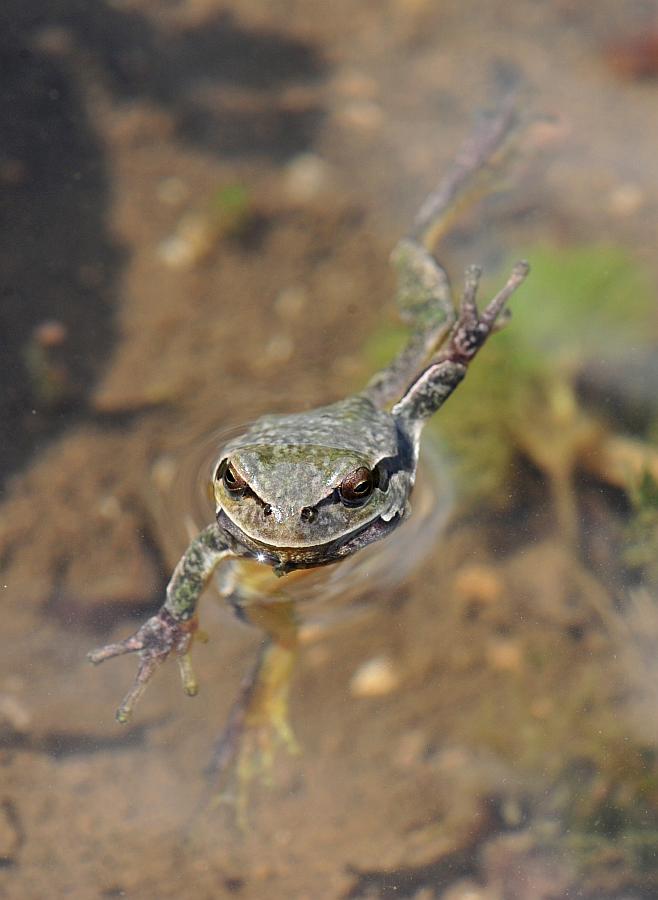 Rane da determinare - Hyla intermedia