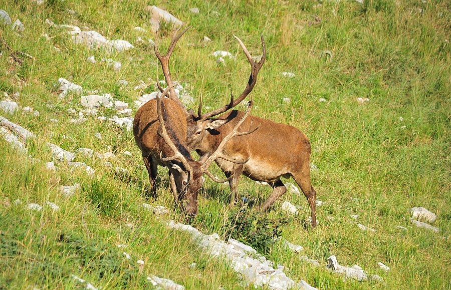 Branco di cervi in alta quota