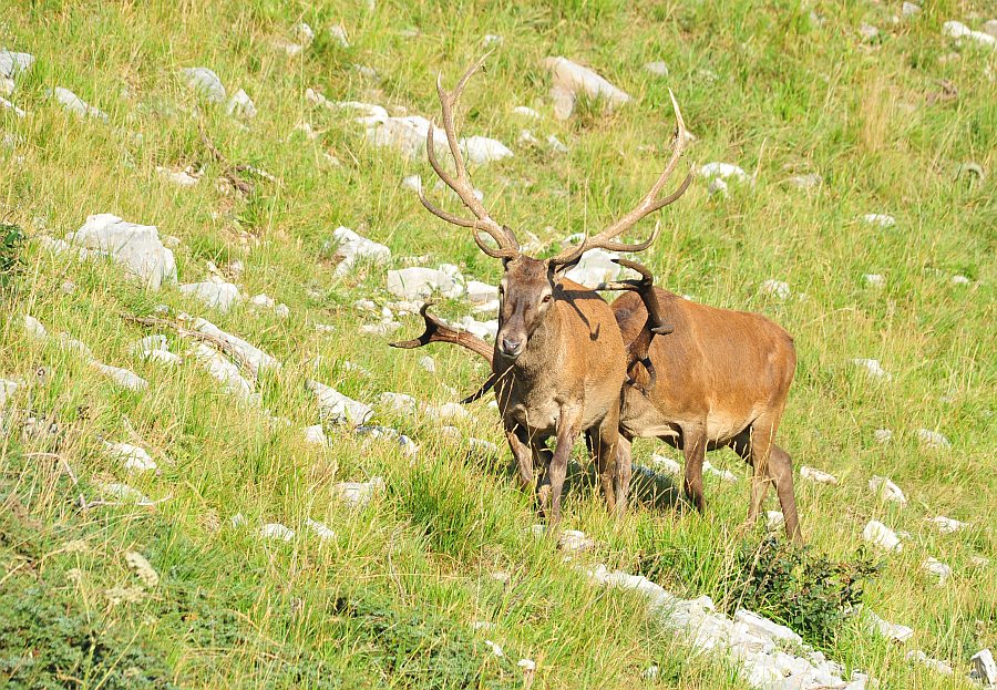 Branco di cervi in alta quota