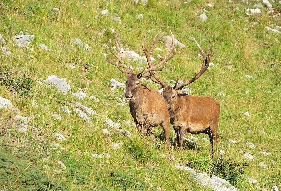 Branco di cervi in alta quota