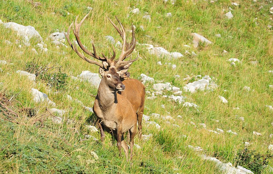 Branco di cervi in alta quota