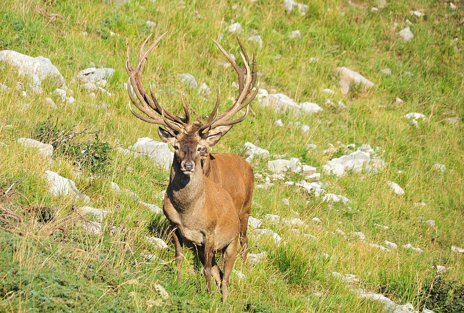 Branco di cervi in alta quota