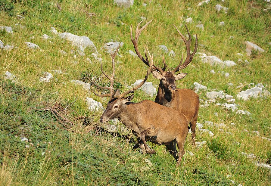 Branco di cervi in alta quota