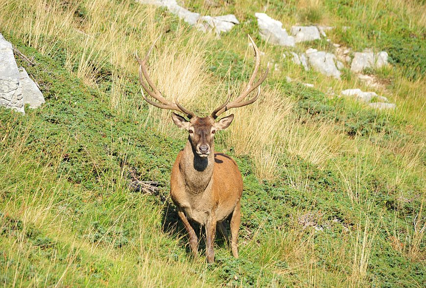 Branco di cervi in alta quota