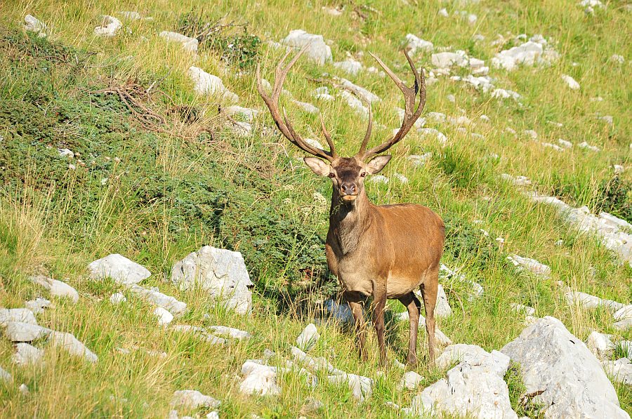 Branco di cervi in alta quota