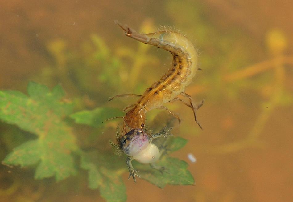 Larva di ditisco vs larva di tritone