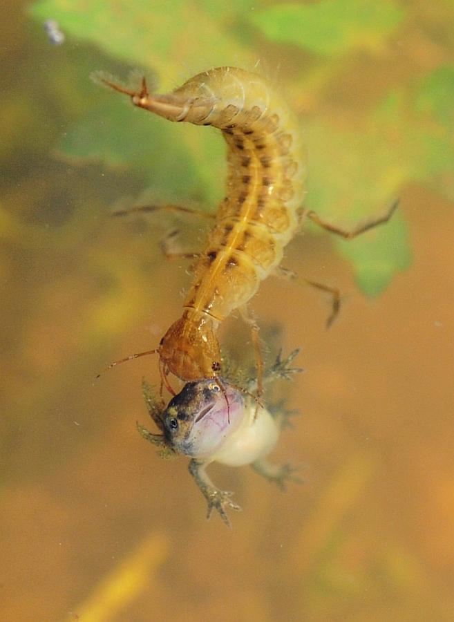 Larva di ditisco vs larva di tritone