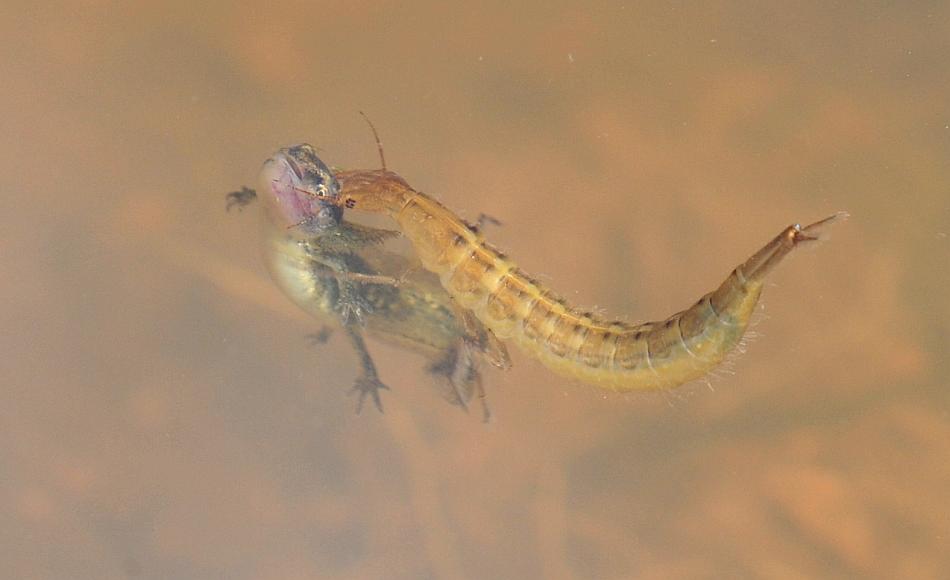 Larva di ditisco vs larva di tritone