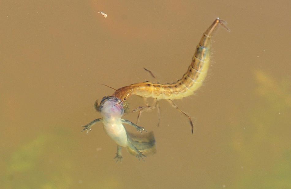 Larva di ditisco vs larva di tritone