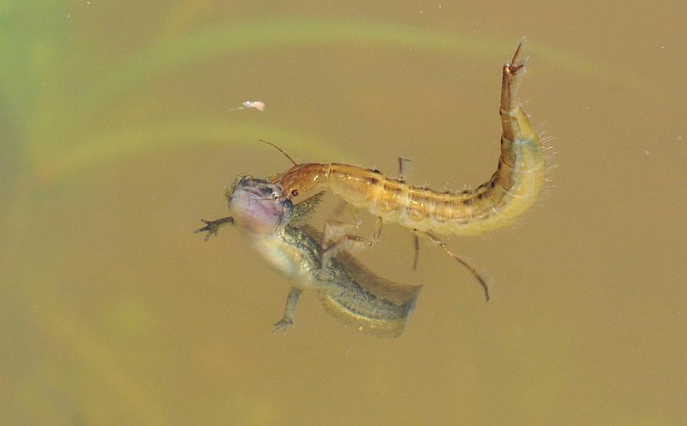 Larva di ditisco vs larva di tritone