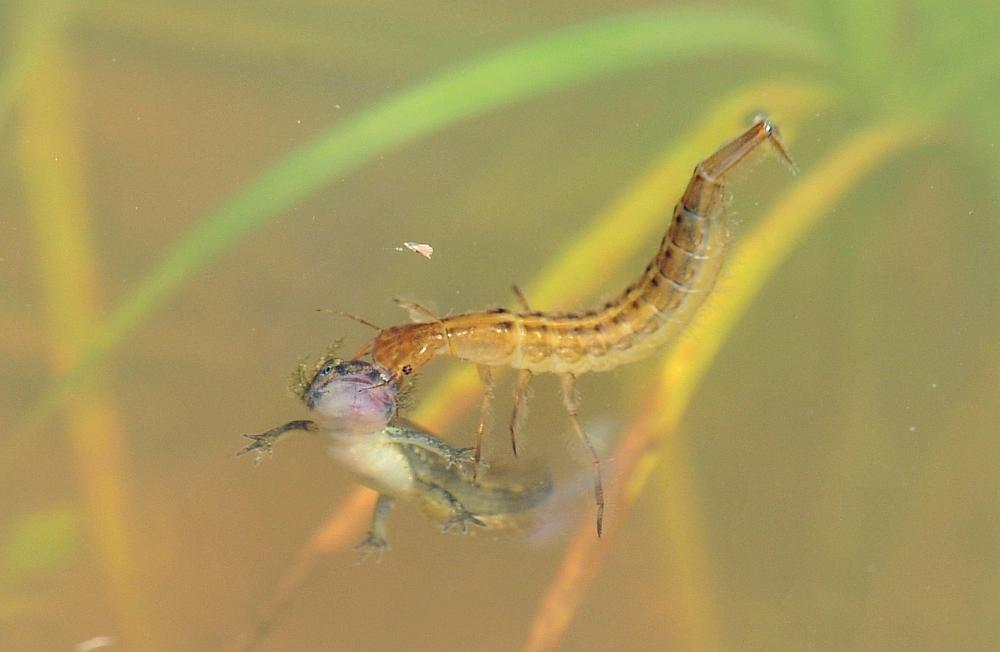 Larva di ditisco vs larva di tritone