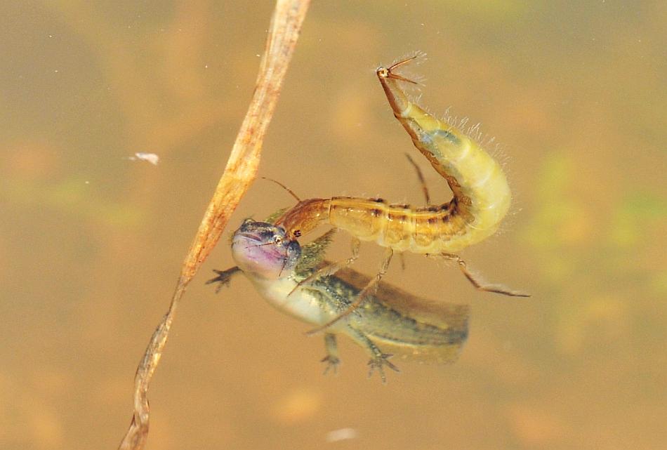 Larva di ditisco vs larva di tritone