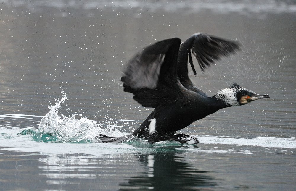 Cormorani nel periodo riproduttivo