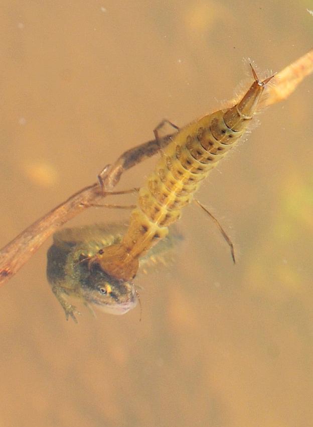 Larva di ditisco vs larva di tritone