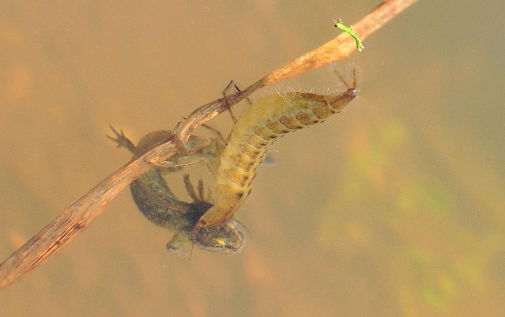 Larva di ditisco vs larva di tritone