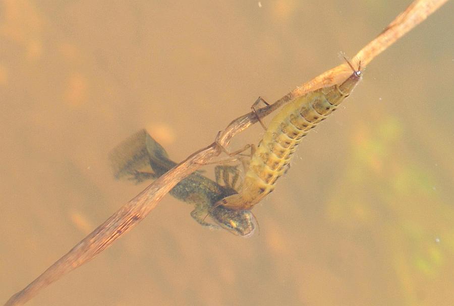 Larva di ditisco vs larva di tritone