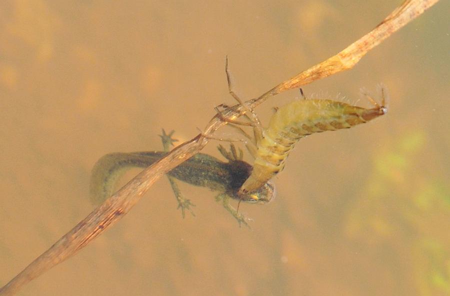 Larva di ditisco vs larva di tritone