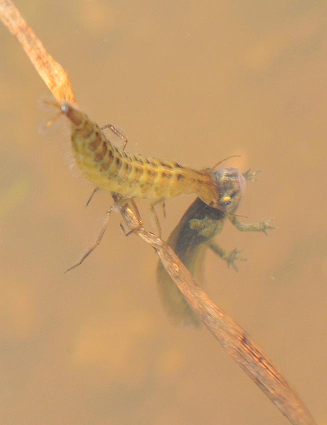 Larva di ditisco vs larva di tritone