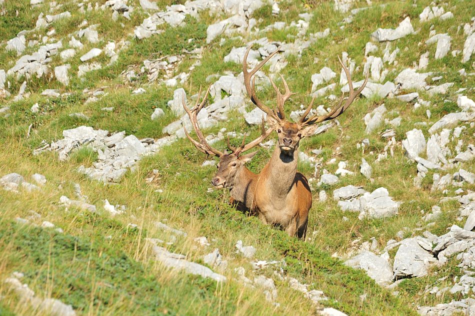 Branco di cervi in alta quota