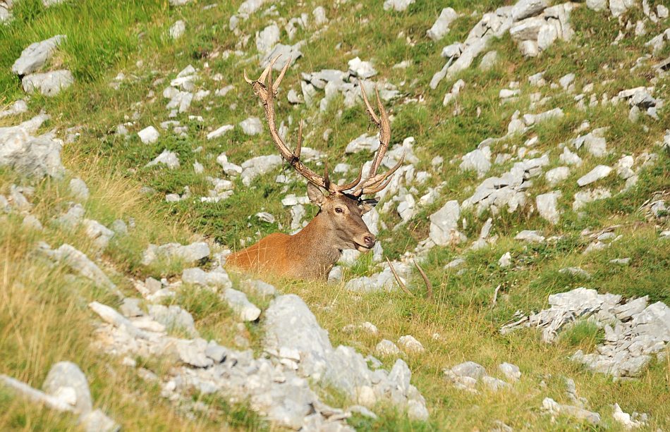 Branco di cervi in alta quota