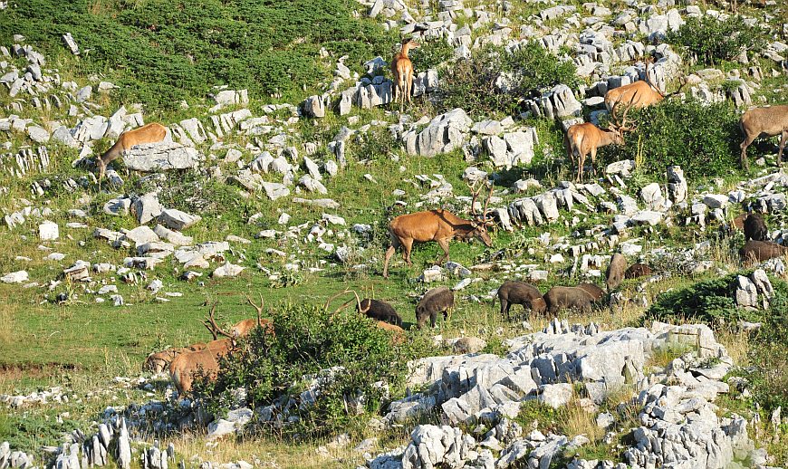 Branco di cervi in alta quota