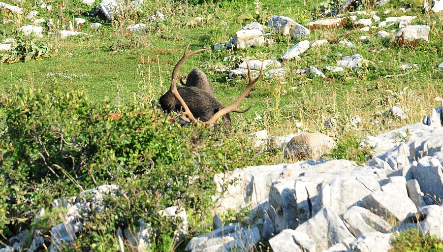 Branco di cervi in alta quota