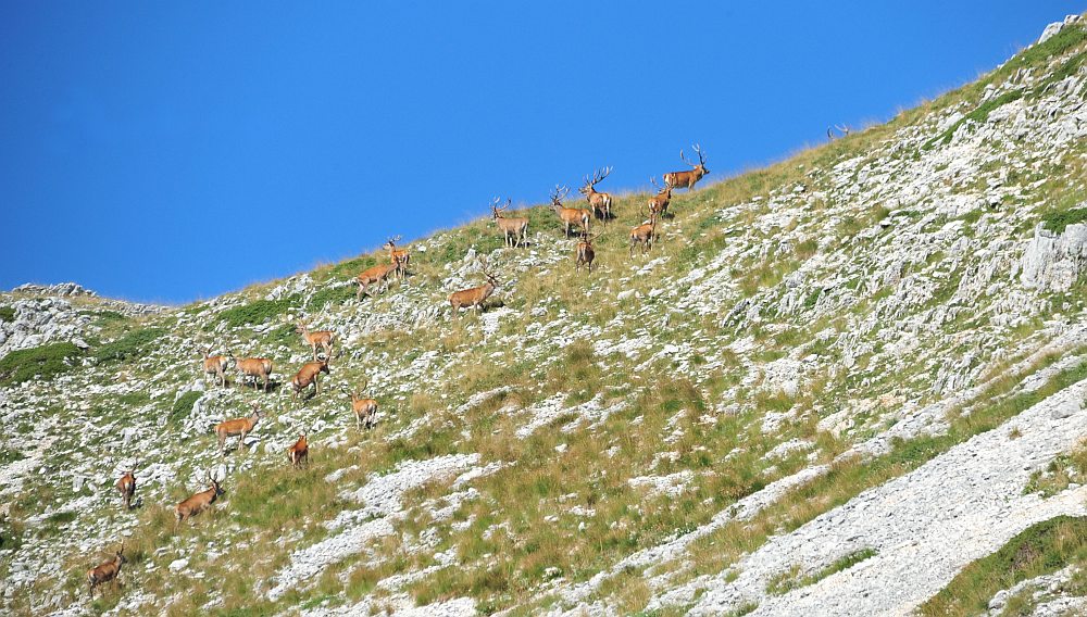 Branco di cervi in alta quota