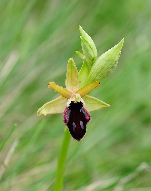 Ophrys promontorii?