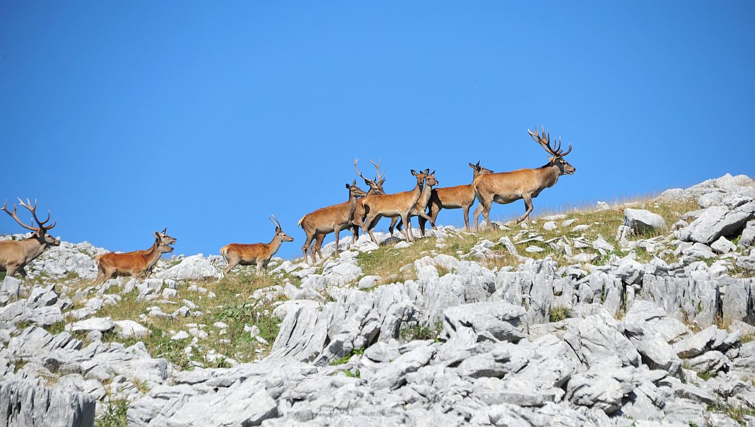 Branco di cervi in alta quota