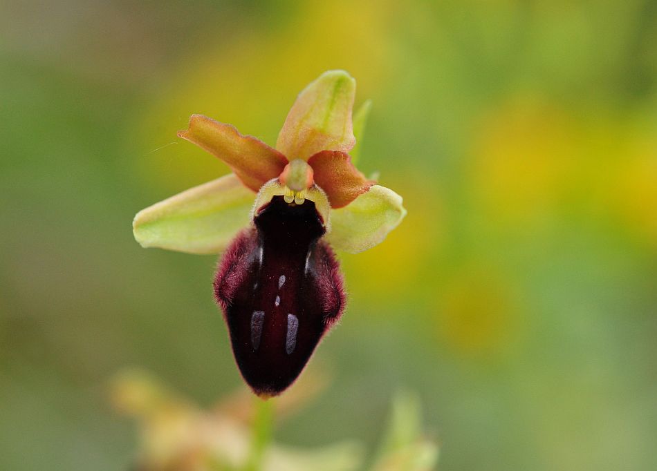 Ophrys promontorii?