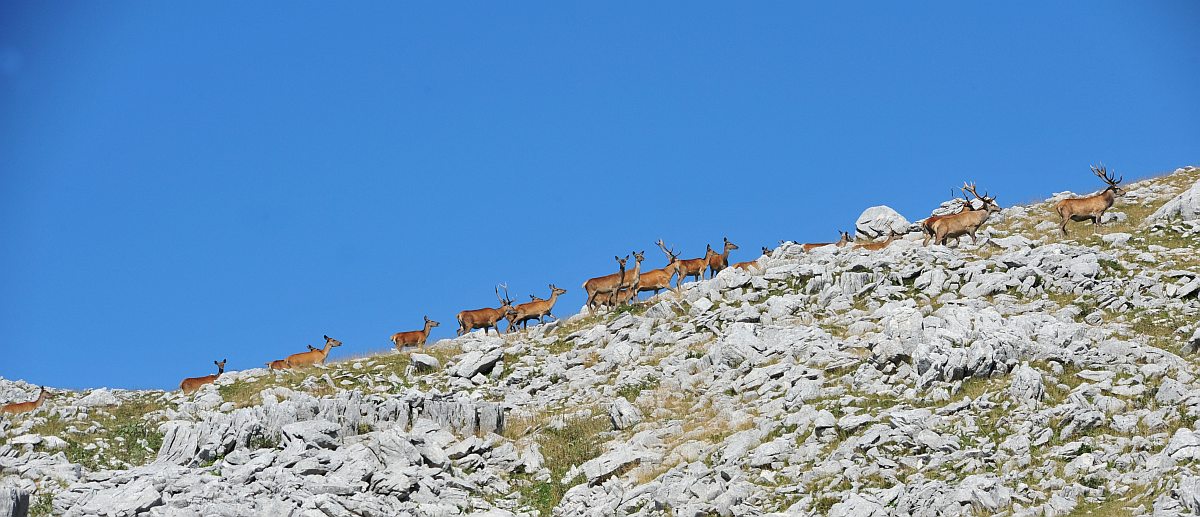 Branco di cervi in alta quota